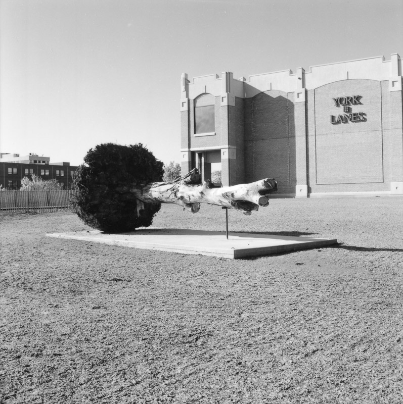 Said oak tree, in place on a display plinth. York Lanes is visible in the background.