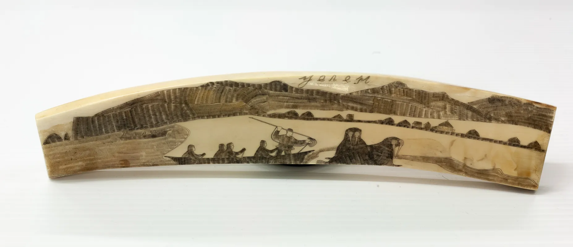 Tusk (part of) Scrimshaw
