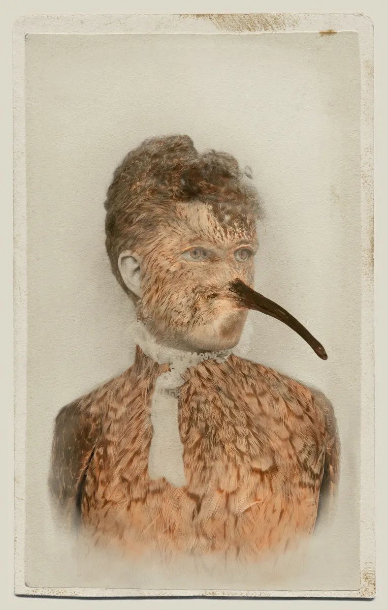 Manipulated photograph which combines the features of a Victorian woman and Northern Curlew