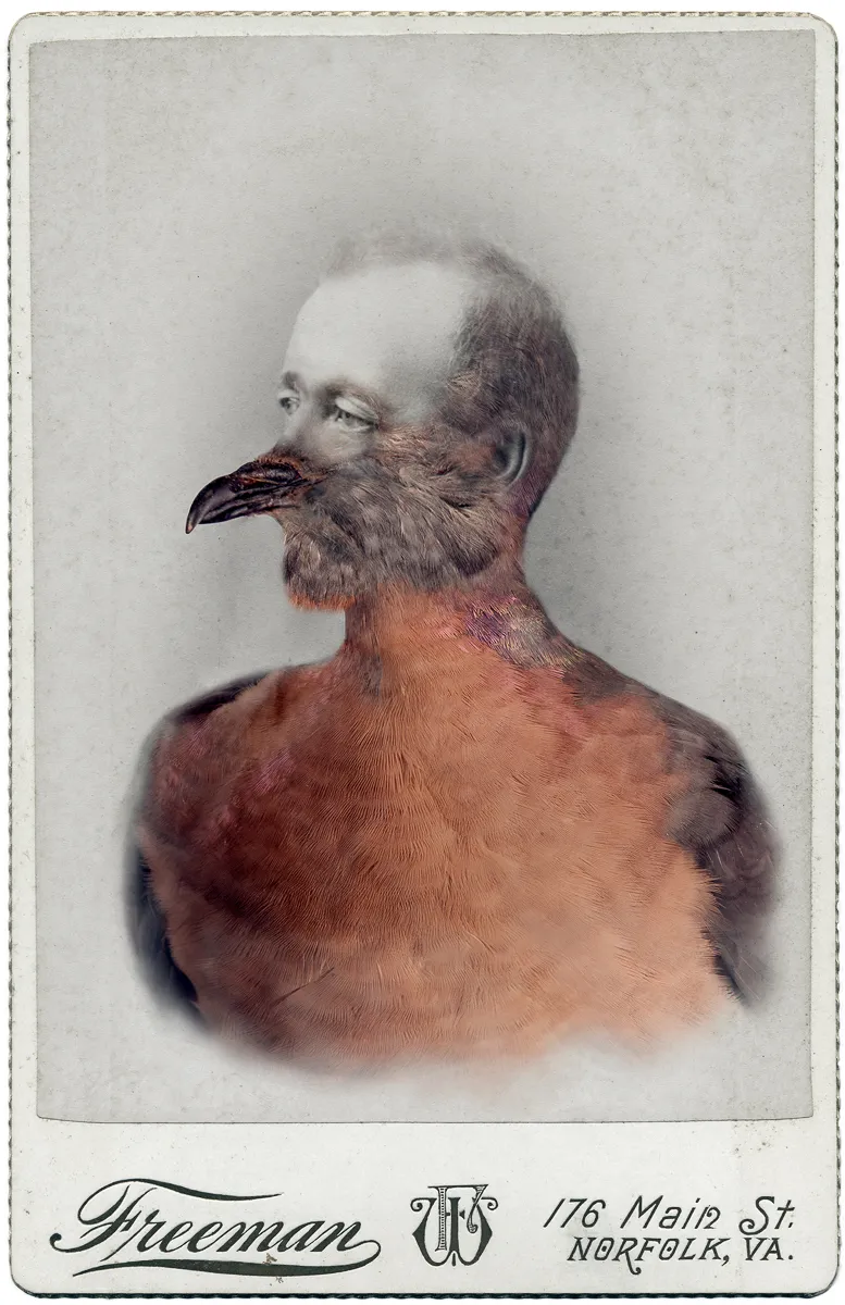 Manipulated photograph which combines the features of a Victorian man and a male Passenger Pigeon