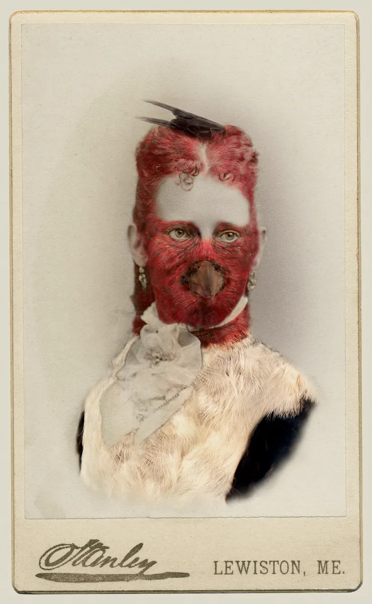 Manipulated photograph which combines the features of a Victorian woman and Red-headed Woodpecker