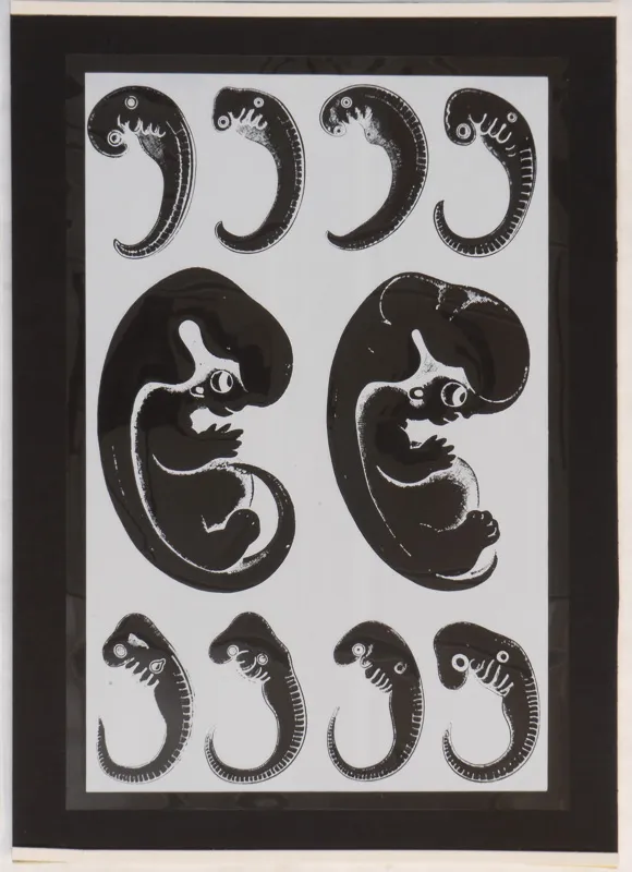 Animal fetuses