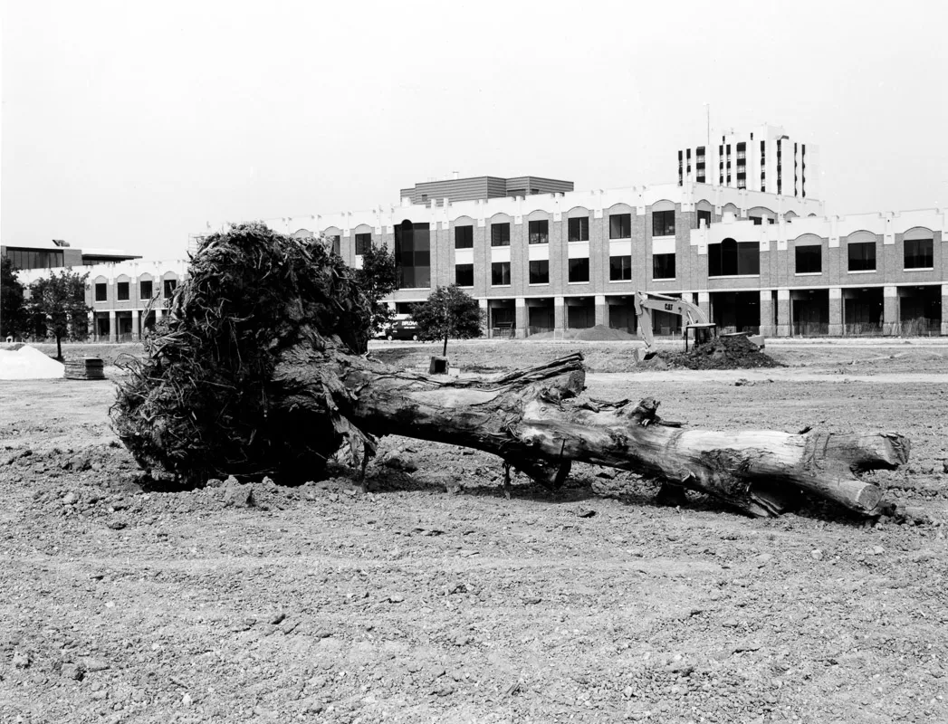 The tree trunk, recently excavated and not yet on its plinth.